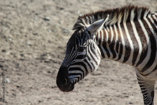 Obraz Zebra