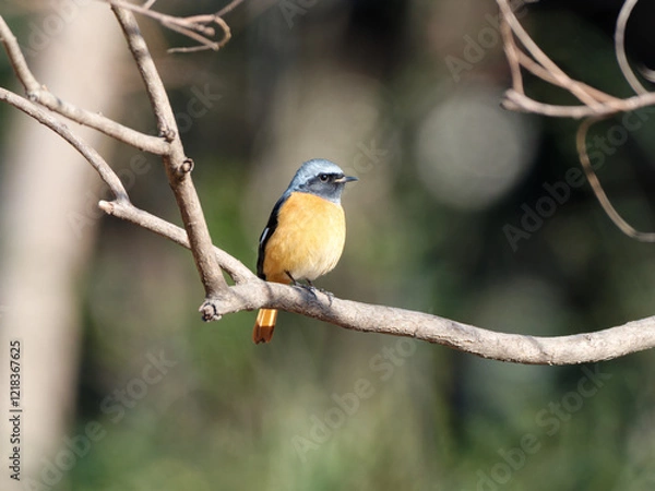 Fototapeta Beautiful bird Redstart bird, Daurian Redstart (Phoenicurus auroreus) standing on a branch.