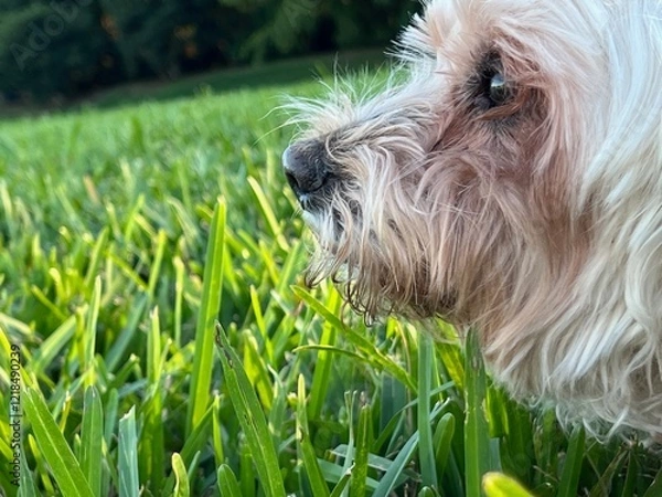 Obraz dog in the grass