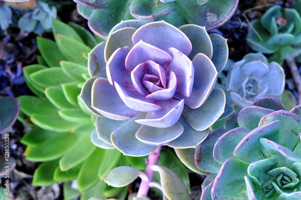 Obraz Colorful Succulents