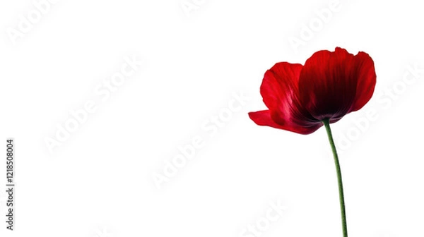 Obraz Red flower on transparent background