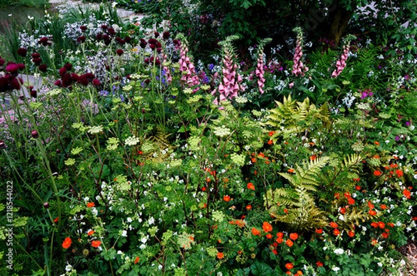 Fototapeta Flower border with mixed planting of Foxgloves and Ferns