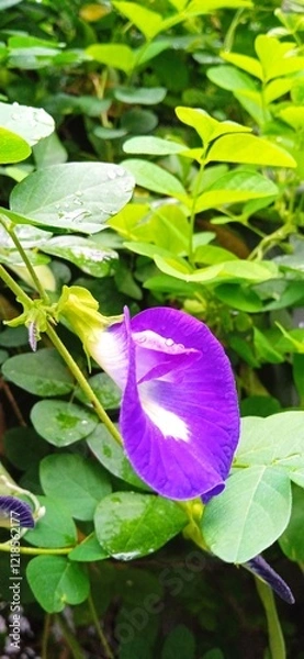 Obraz Clitoria ternatea flower