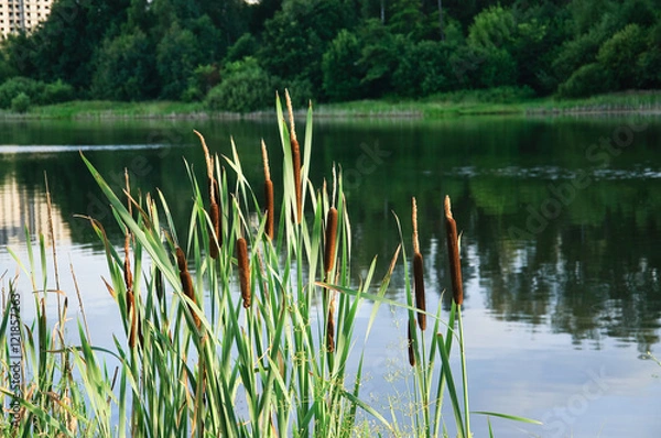 Obraz Broadleaf cattail (Typha latifolia) on the shore of the pond