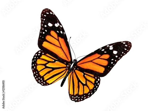Obraz Butterfly
