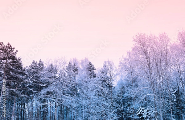 Obraz Twilight In Forest