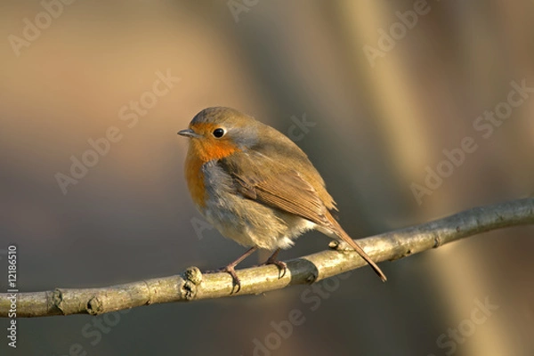 Fototapeta Pettirosso