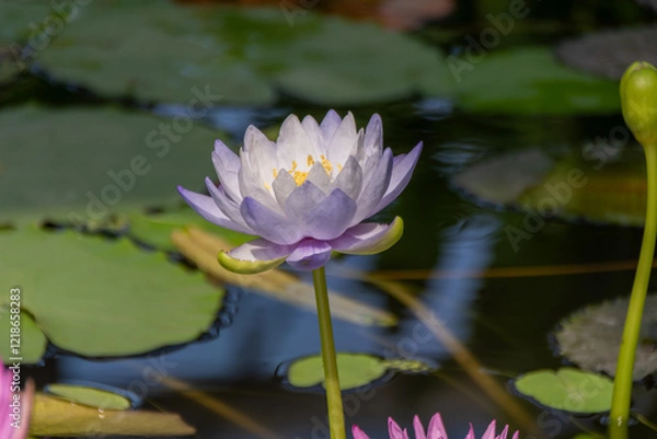 Fototapeta 熱帯スイレン