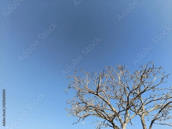 Obraz Dead tree and blue sky background, environment concept with copy space