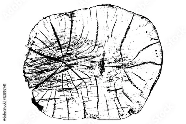 Obraz texture wood trunk