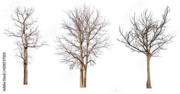 Fototapeta PNG death tree or leafless tree PNG transparent background, easy to crag and drop, removed original background