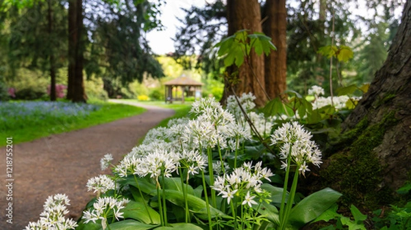 Fototapeta Flowers and Forest Path. Scotland, UK. Photo taken on: 11-05-2024. A scenic view of wild garlic flowers blooming alongside a shaded forest path, creating a serene atmosphere.