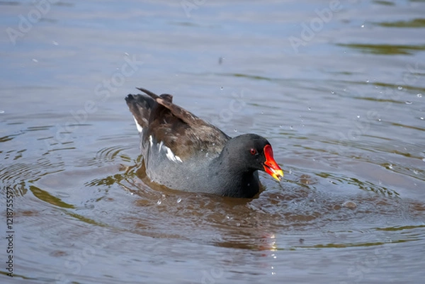 Fototapeta Bird Swimming in Lake. Scotland, Lochwinnoch. Photo taken on: 11-05-2024. A detailed view of a moorhen gracefully swimming in a serene lake, emphasizing the ripples and natural beauty.