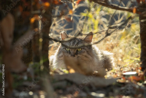 Fototapeta 秋の風景と茂みの間から覗いてる毛が長い柔らかくぽわっとした雰囲気の野良猫