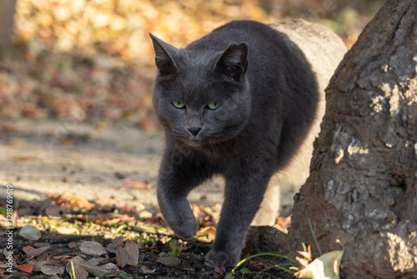 Fototapeta 光から出てきてるみたいで面白いグレーの毛並みの野良猫