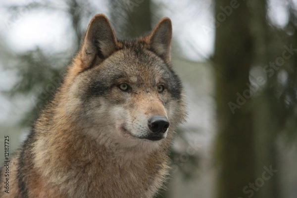 Fototapeta Wolf