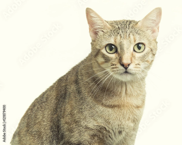 Fototapeta beautiful tabby kitten