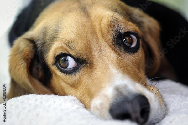 Obraz Beagle Eyes