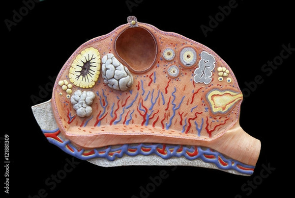 Fototapeta Ovary
