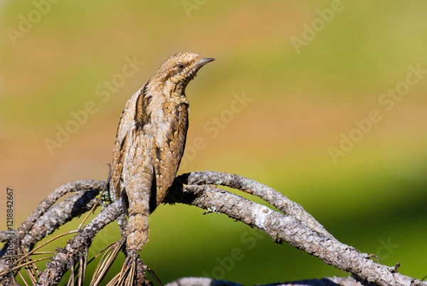 Obraz Eurasian Wryneck on a tree branch