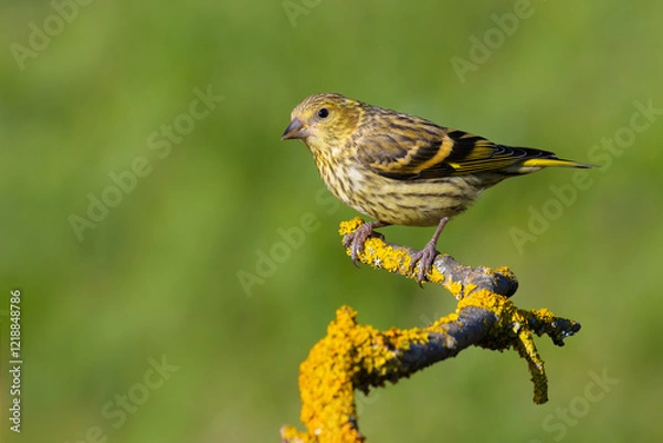 Obraz Eurasian Siskin on a branch