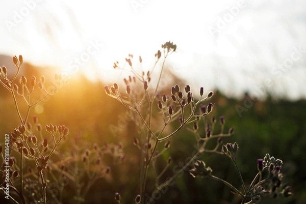 Fototapeta Beautiful of grass flower with sunset for nature background, soft and blurred focus