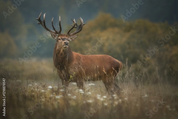Obraz Close-up of an adult male red deer. The stag is looking straight into the camera in close-up. Autumn background.
