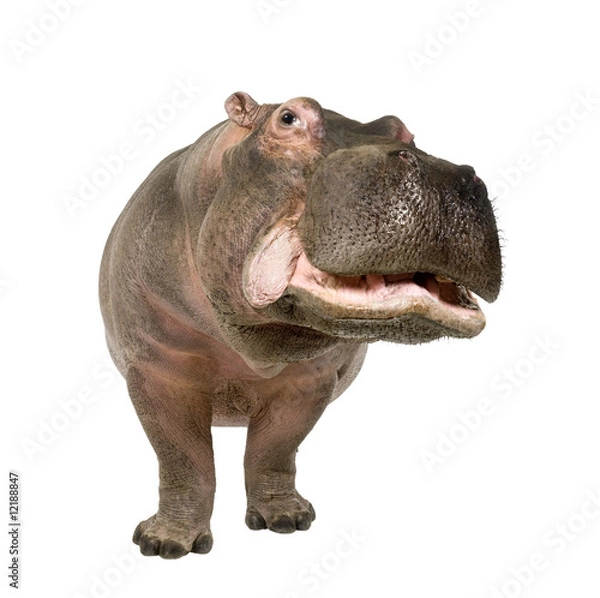 Obraz Hippopotamus - Hippopotamus amphibius (30 lat)