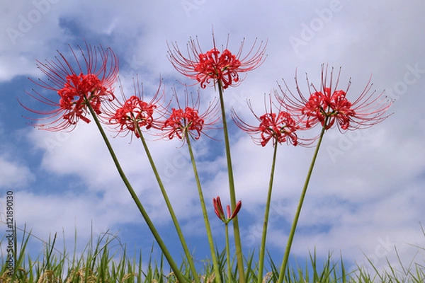 Fototapeta ヒガンバナ