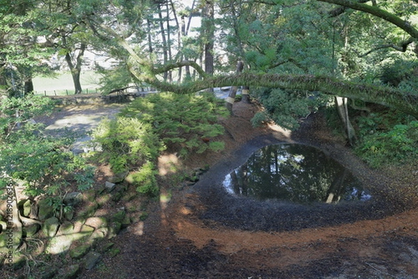Fototapeta 林中の堀