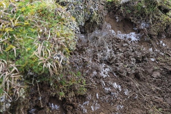 Fototapeta 霜柱と苔