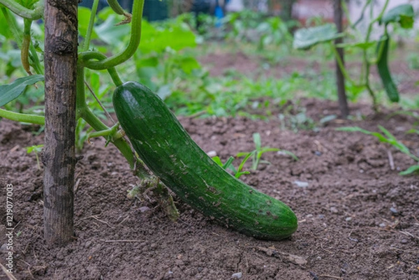 Fototapeta Fresh, green, single cucumber hanging from a vine in a vegetable garden. Close up of a ripe cucumber plant growing on a vine above ground. Concept of natural agriculture, organic farming