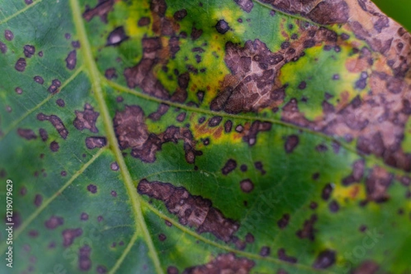 Fototapeta Diseased leaf with brown, yellow, and green spots. Diseased leaf with multiple colored spots. Close up, macro, discoloration, sick, significant damage, infection, bacterial scorch, blurred background