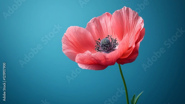 Fototapeta A single pink poppy blossom is displayed against a blue background