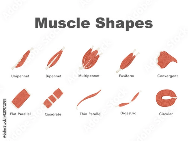 Fototapeta muscle shape flat design illustration