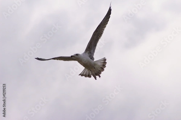 Obraz l'oiseau blanc