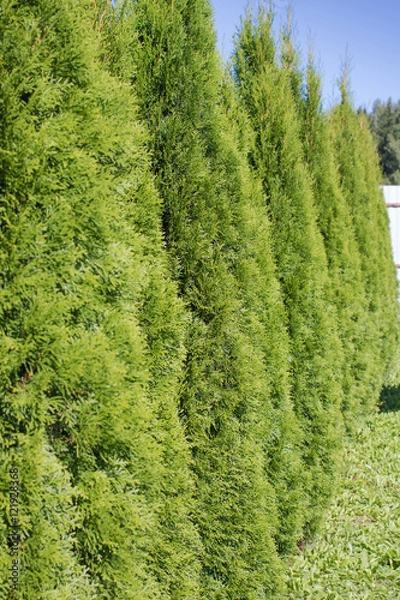Obraz A long high thuja hedge 