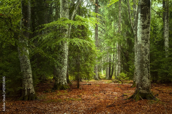Obraz Beautiful autumn forest