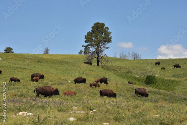 Fototapeta Herd of Wild Buffalos Grazing on Rolling Hills