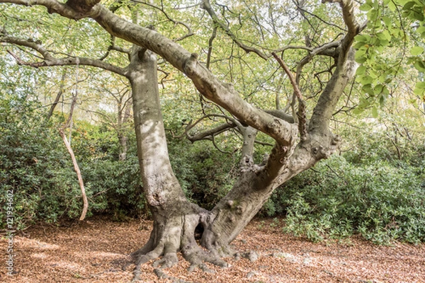 Obraz Gnarled tree