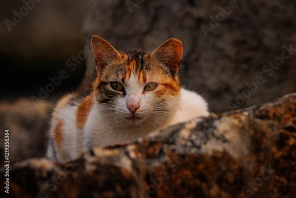 Obraz Gatito a la expectativa