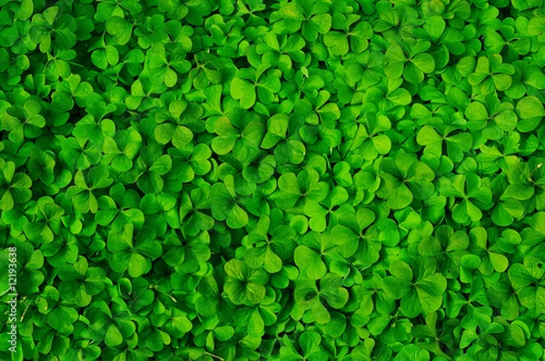 Fototapeta Koniczyna