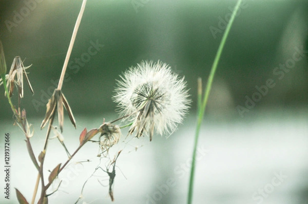 Obraz dandelion head