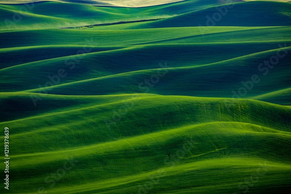 Obraz green grass field