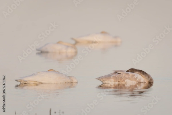 Obraz swans on lake sleeping