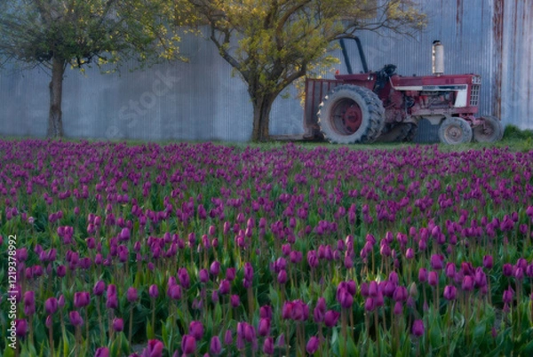 Obraz tractor in field