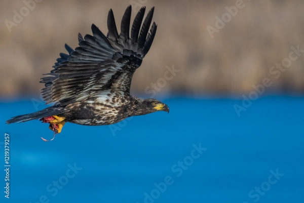 Obraz eagle in flight