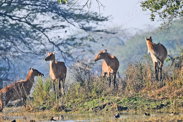 Obraz A group of Nilgai (Indian antelopes) standing gracefully amidst lush vegetation in their habitat.