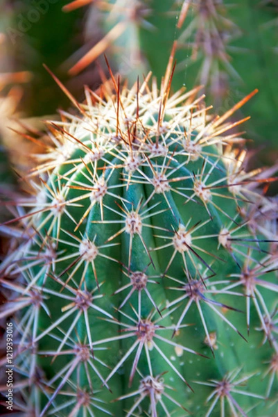 Fototapeta Close-up of spiny cactus
