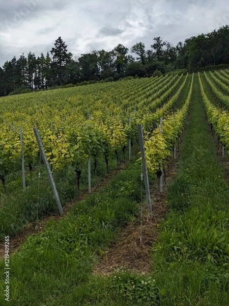 Obraz German Vineyards 1